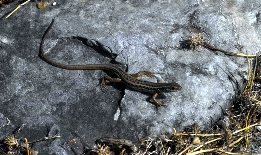Ophisops elegans (Turchia)